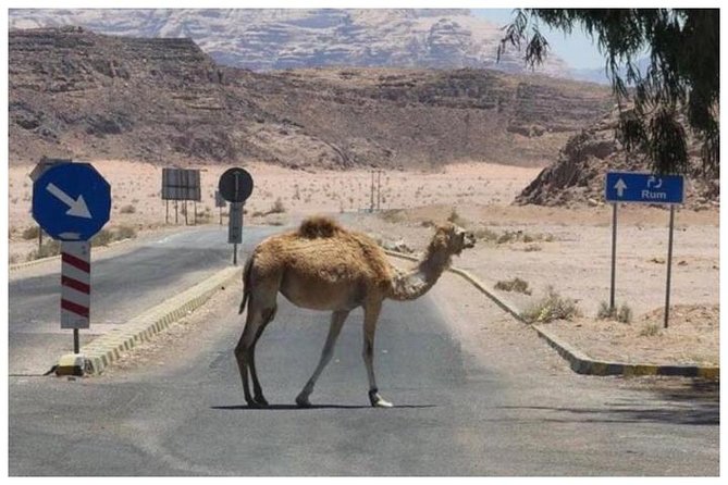 Private transfer Petra to/from Wadi Rum - Booking, timing, and cancellation details