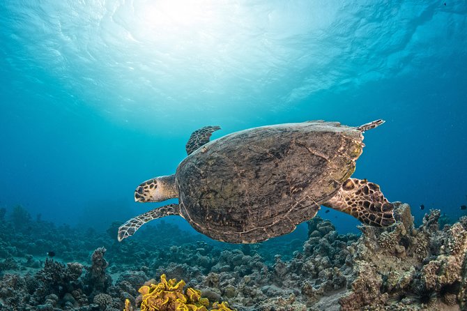 Scuba Diving for Certified Divers - How much value does $128.21 offer?