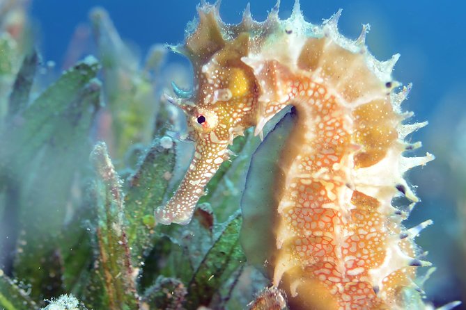 Scuba Diving for Certified Divers - Weather, safety, and physical demands