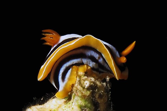 Scuba Diving for Certified Divers - Who will get the most from this Aqaba outing?