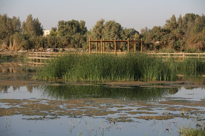 Shaumari Reserve and Azraq Wetland Private Full Day Tour from Amman - Azraq Wetland, blue water in the eastern desert