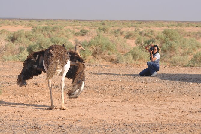 Shaumari Reserve and Azraq Wetland Private Full Day Tour from Amman - Transport, guiding, and what the price covers