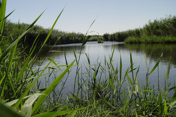 Shaumari Reserve and Azraq Wetland Private Full Day Tour from Amman - Leaving Amman for the Azraq Basin