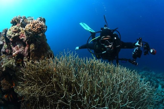Shore Certified Diving - Two Dives - How good is the value at $120?