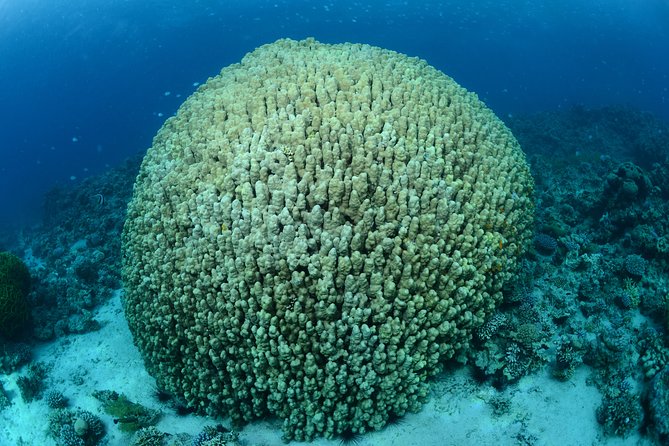 Shore Discover SCUBA Diving/Introductory Diving - One Dive - Key points to know before booking