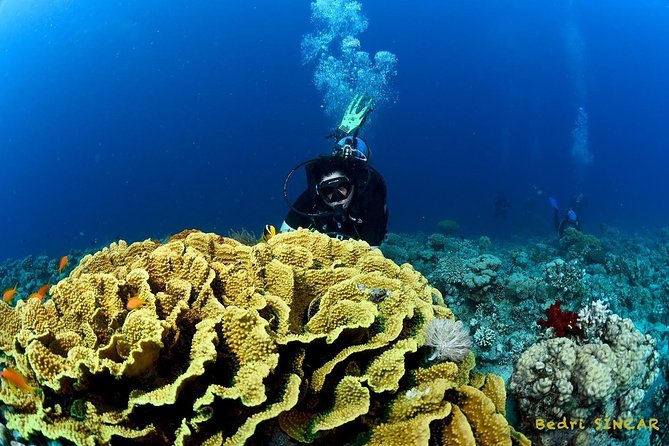 Shore Discover SCUBA Diving/Introductory Diving - One Dive - What the two-hour schedule really means