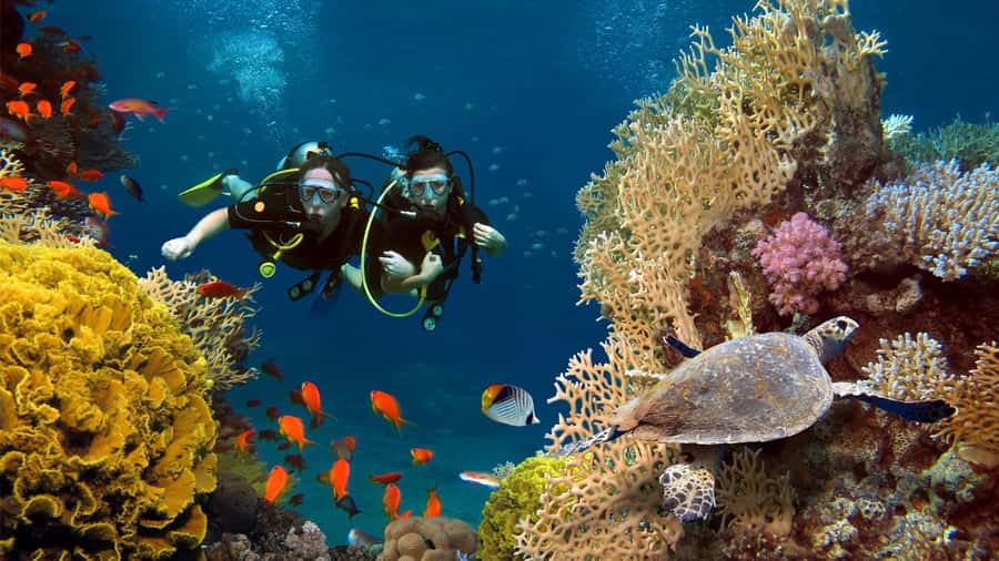 shore dive in red sea with pick up & snacks - Why Aqaba is a good place for a first underwater session