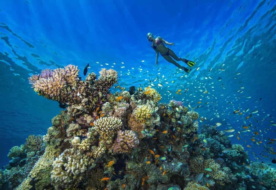 shore dive in red sea with pick up & snacks - Meeting the English-speaking instruction team