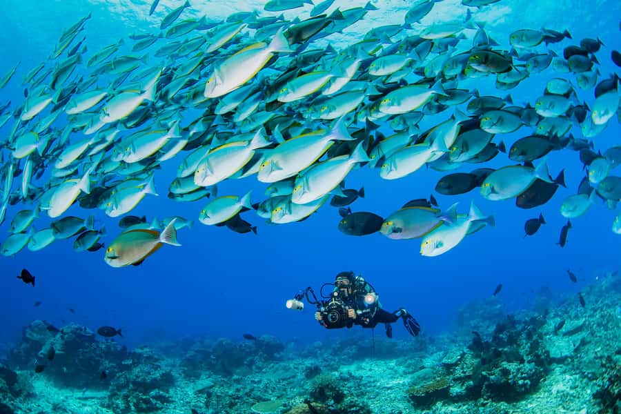 shore dive in red sea with pick up & snacks - Pickup across Aqaba keeps the morning simple