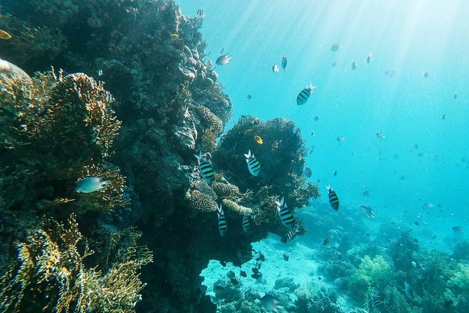 Shore Snorkeling - Two hours - Getting set up with mask, snorkel, and fins