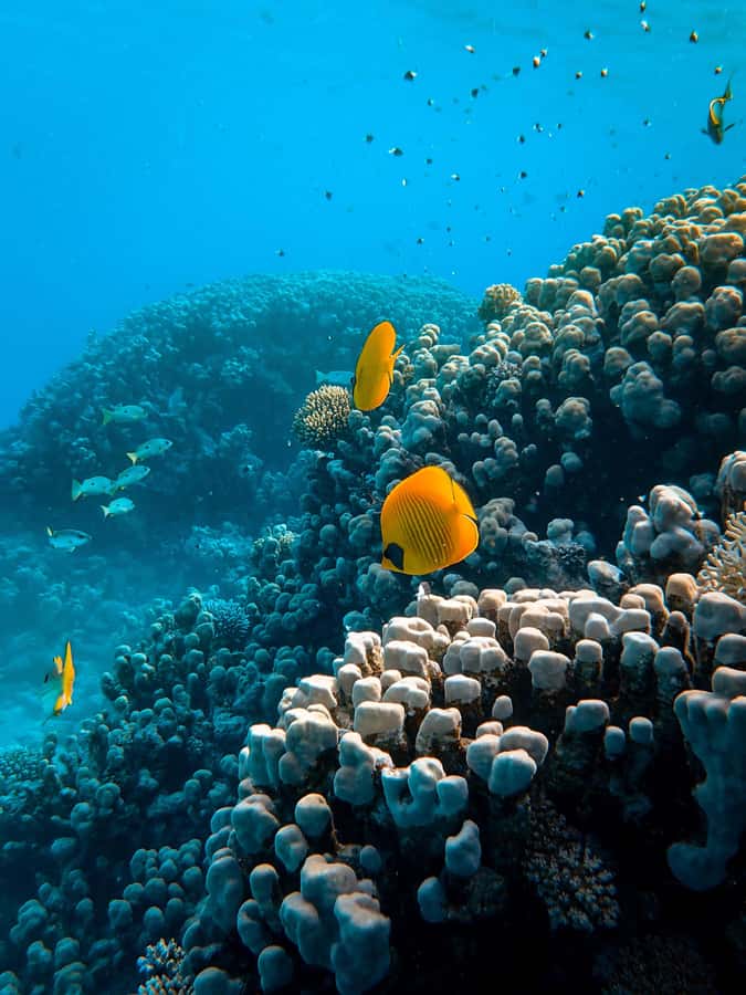 Snorkeling in The Red Sea With Equipment And Free Transfer - Aqaba’s Red Sea from the surface