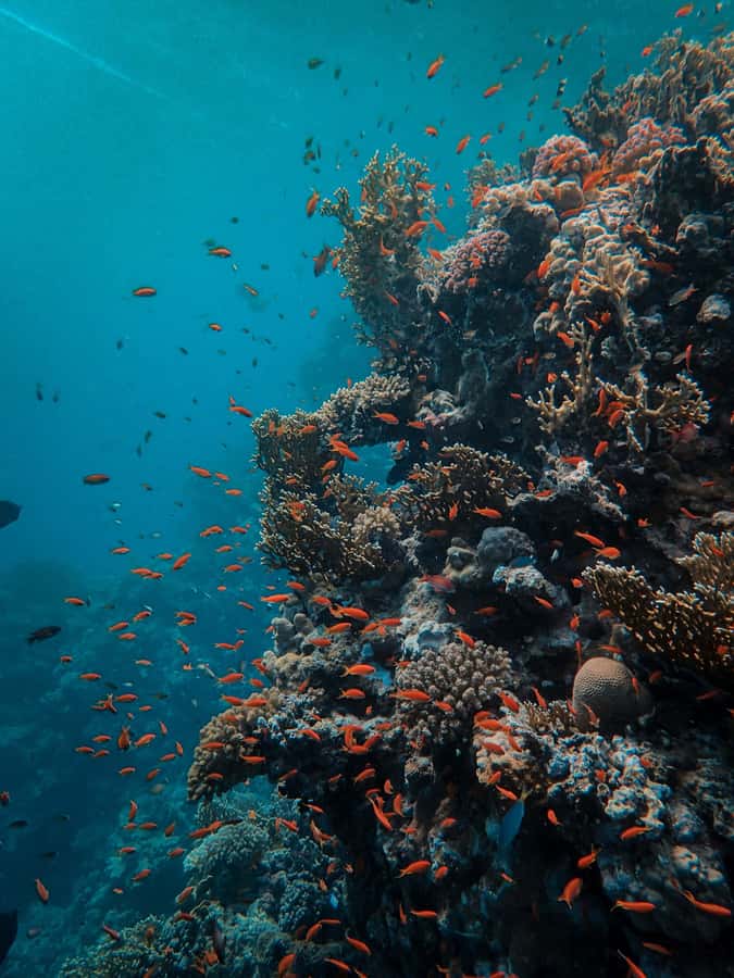 Snorkeling in The Red Sea With Equipment And Free Transfer - Pickup from Aqaba and Aqaba Fort