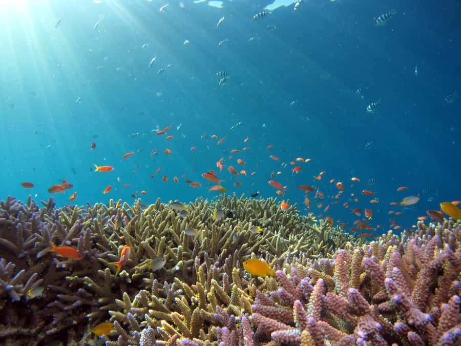 Snorkeling in The Red Sea With Equipment And Free Transfer - What you see below the water