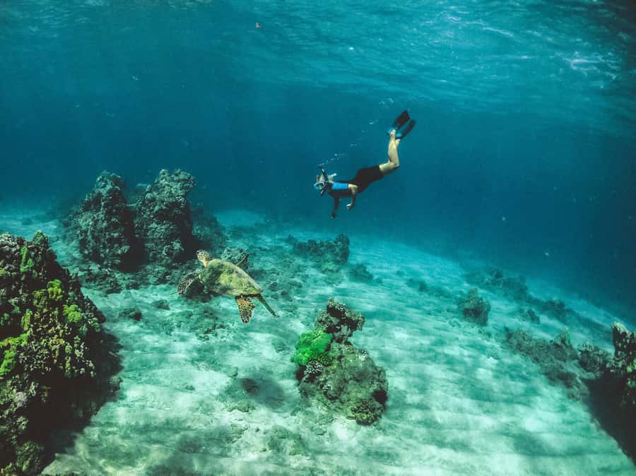 Snorkeling in The Red Sea With Equipment And Free Transfer - Who will enjoy this outing most