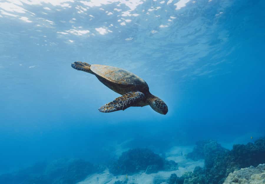 Snorkeling in The Red Sea With Equipment And Free Transfer - The three-hour plan in Aqaba