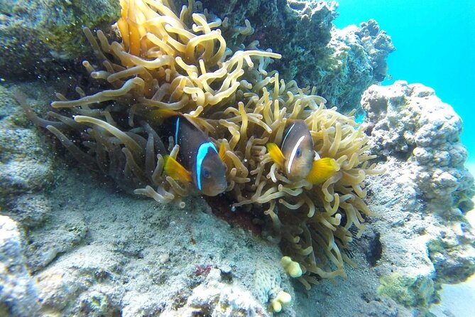 Snorkeling Trip with pick up ( beach) - Who should book this Aqaba snorkeling trip?