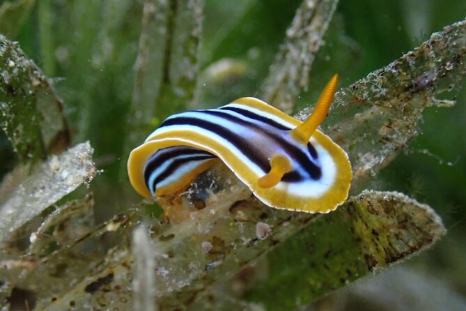 Snorkeling Trip with pick up ( beach) - What the guides add for first-time snorkelers