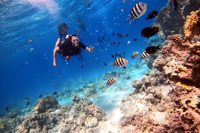 Take advantage of a half-day boat dive experience in Red sea of Aqaba. - Photos and video are part of the price