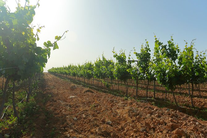 Vineyard Tour in Al Mafraq Governorate - From Amman to the Basalt Desert vineyard