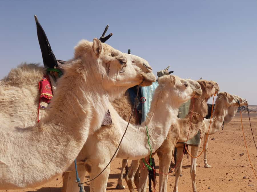 Wadi Rum: 2 Hour Camel Ride at Sunset/Sunrise Overnight - Meeting at Wadi Rum Rest House