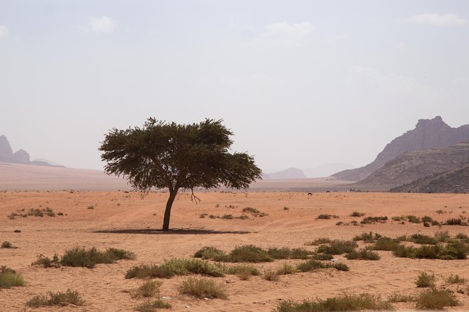 Wadi Rum: 4 Hour Highlights Tour - Why a private 4WD is worth considering