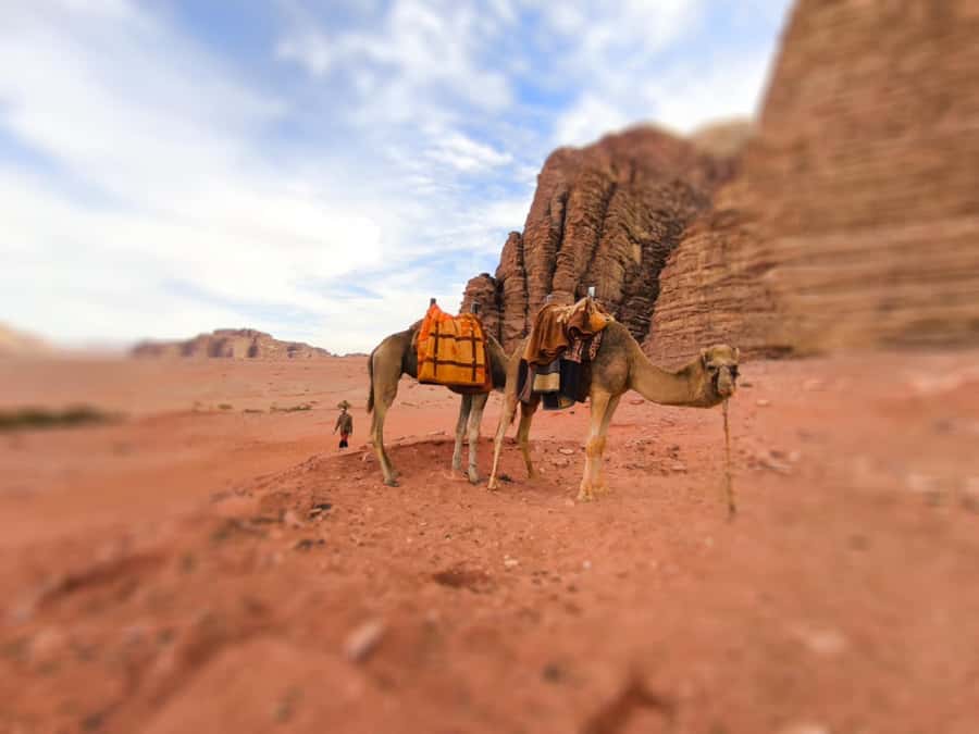 Wadi Rum: Camel Ride with tea and Bedouin Guide - Key points before you book