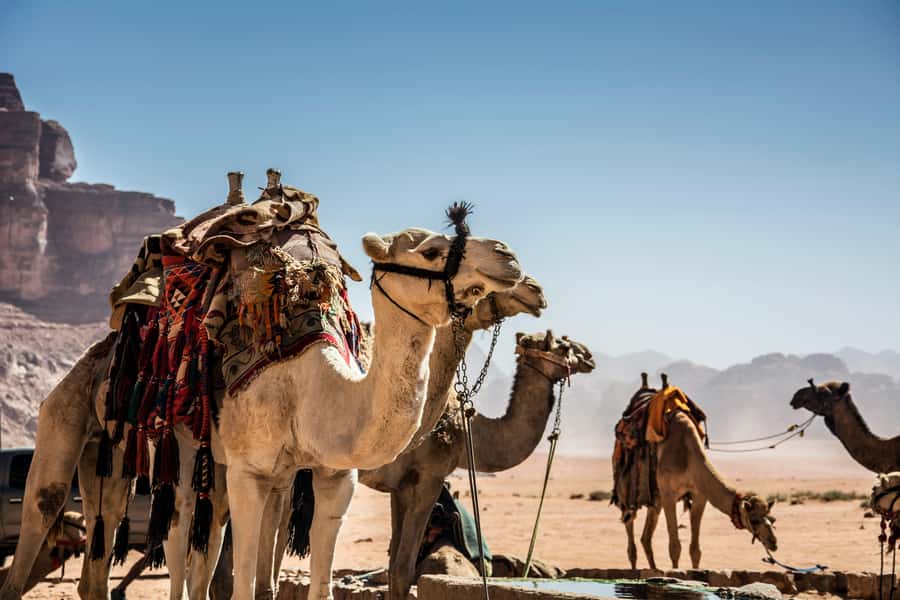 Wadi Rum: Camel Ride with tea and Bedouin Guide - A gentle introduction to Wadi Rum by camel