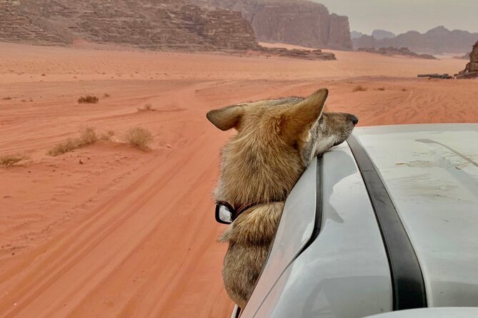 Wadi Rum Cave Camping with Jeep Tour - Chicken Rock closes the sightseeing route