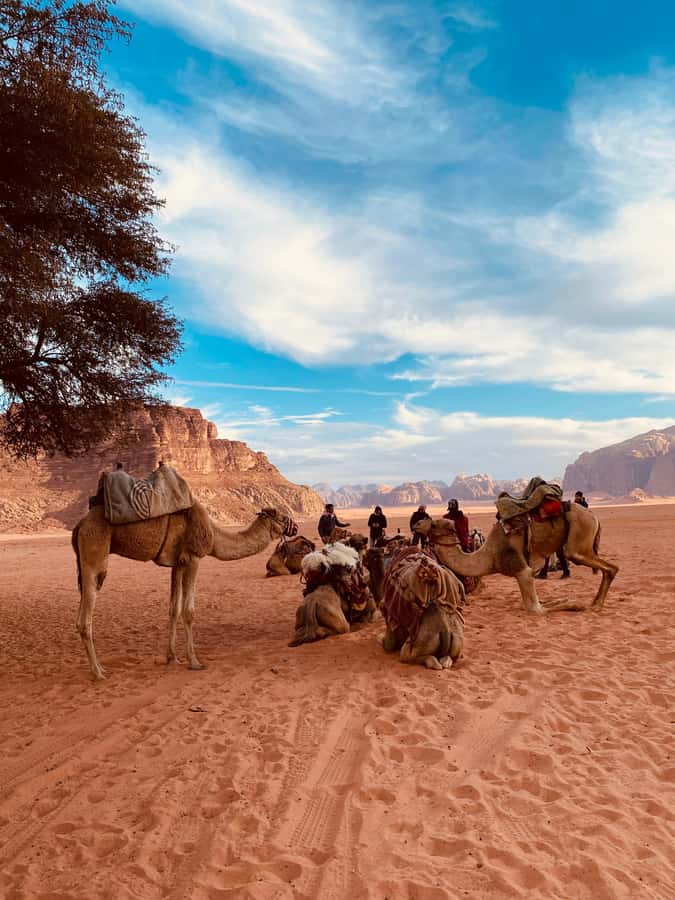 Wadi Rum Classic 4-Hour Jeep Safari - Key points at a glance