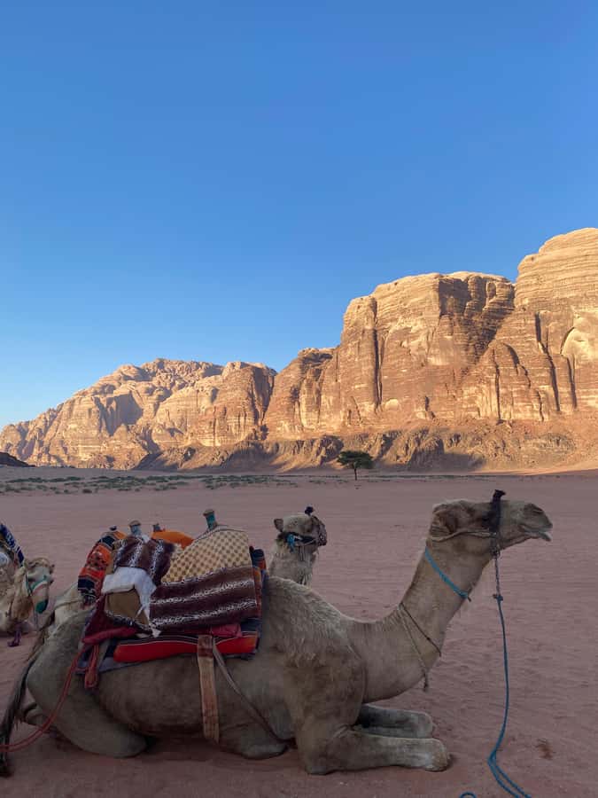 Wadi Rum Classic 4-Hour Jeep Safari - Natural arches and high viewpoints
