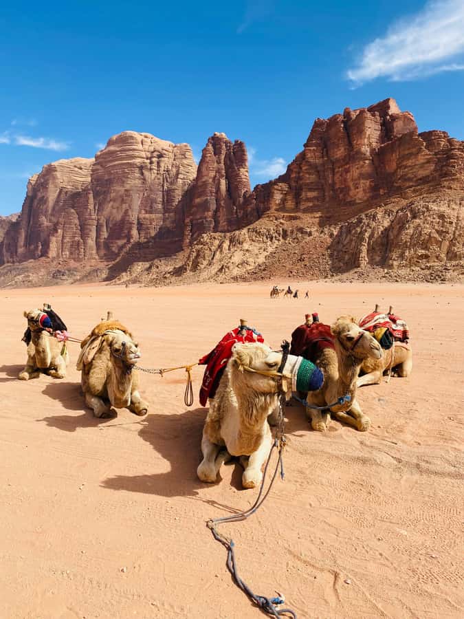 Wadi Rum Classic 4-Hour Jeep Safari - Four hours across Wadi Rum’s red desert