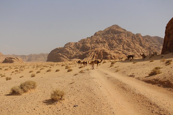 Wadi Rum Full Day Jeep Tour - Starting at Wadi Rum Village