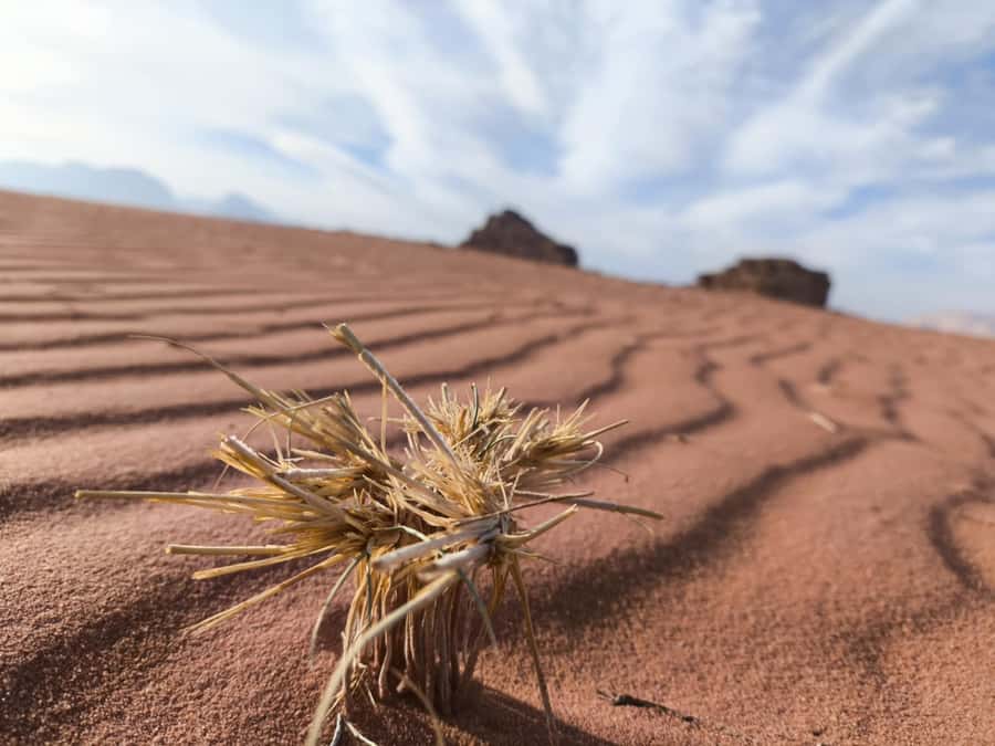 Wadi Rum: Morning or Sunset Jeep Tour - Khazali Canyon, shade and ancient marks