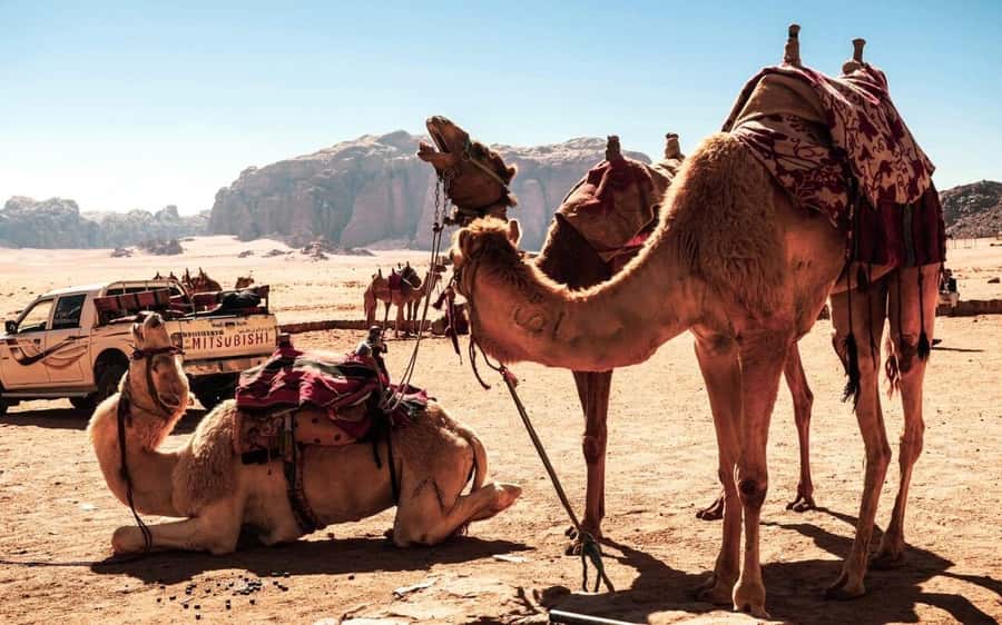 Whispers of Stone, Sand & Sea: Jordan in Four Days - What the private format changes
